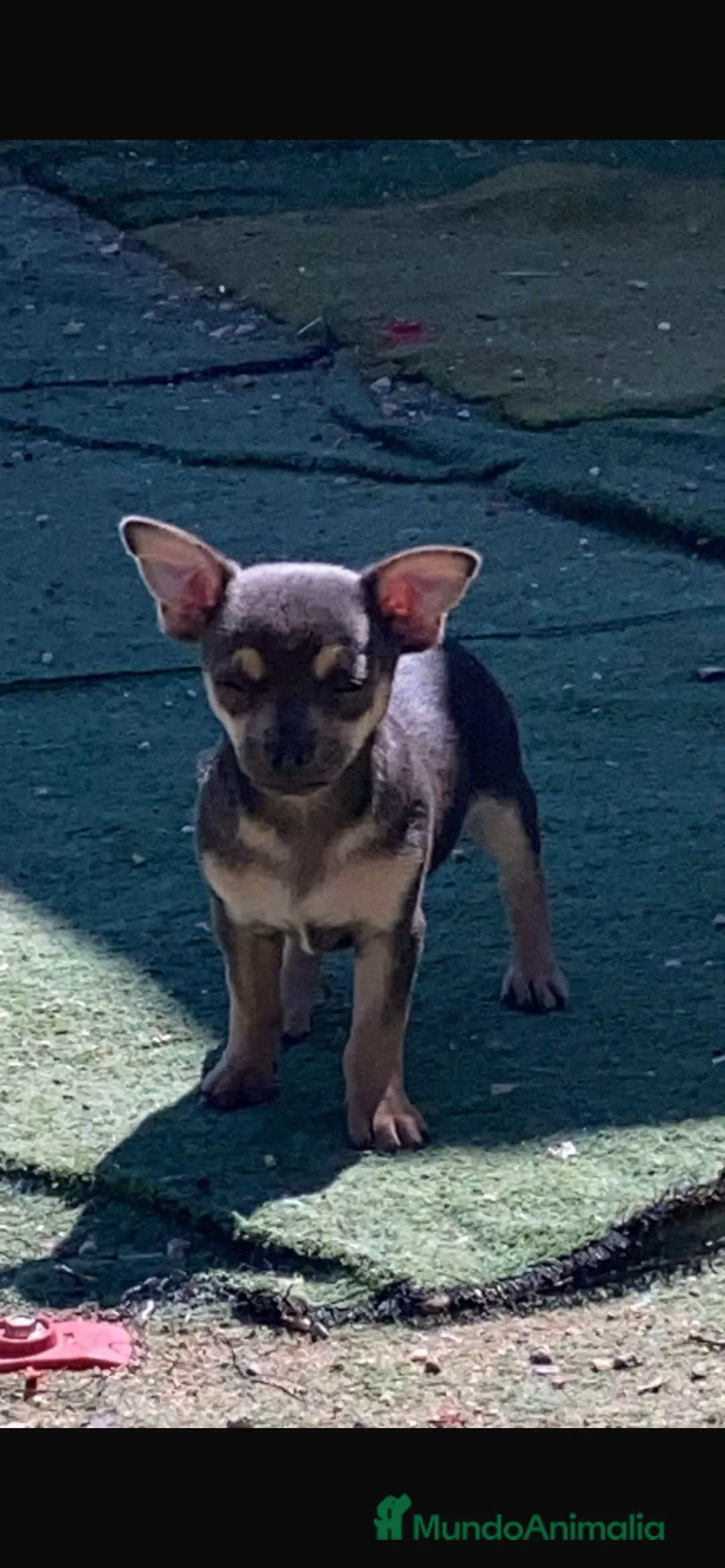 Chihuahua perros en venta: Chihuahuas machitos - Anuncio 4