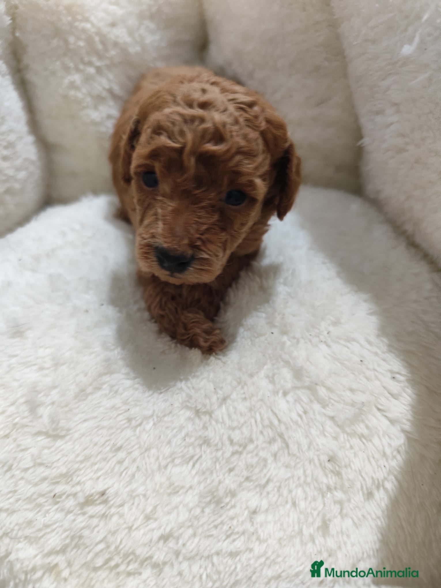 Caniche Toy perros en venta: Caniche toy  - Anuncio 2