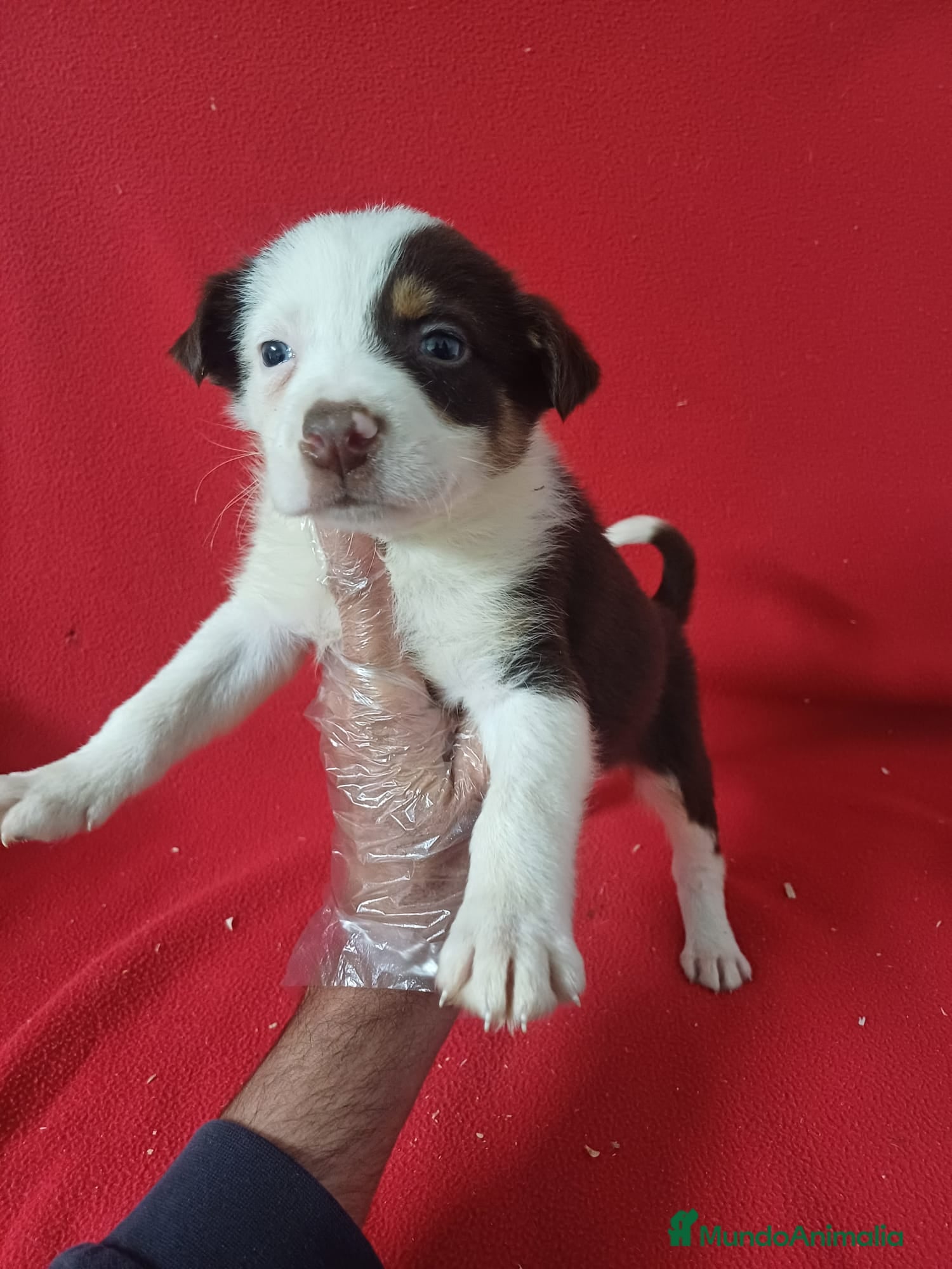 Border Collie perros Border Collie Chocolate  - Anuncio 18