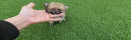 Pomerania perros en venta: Pomeranias Mini Preciosos  - Anuncio 2