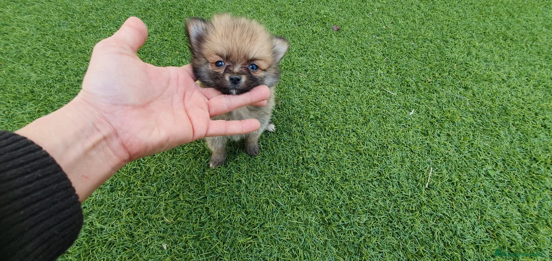 Pomerania perros en venta: Pomeranias Mini Preciosos  - Anuncio 2