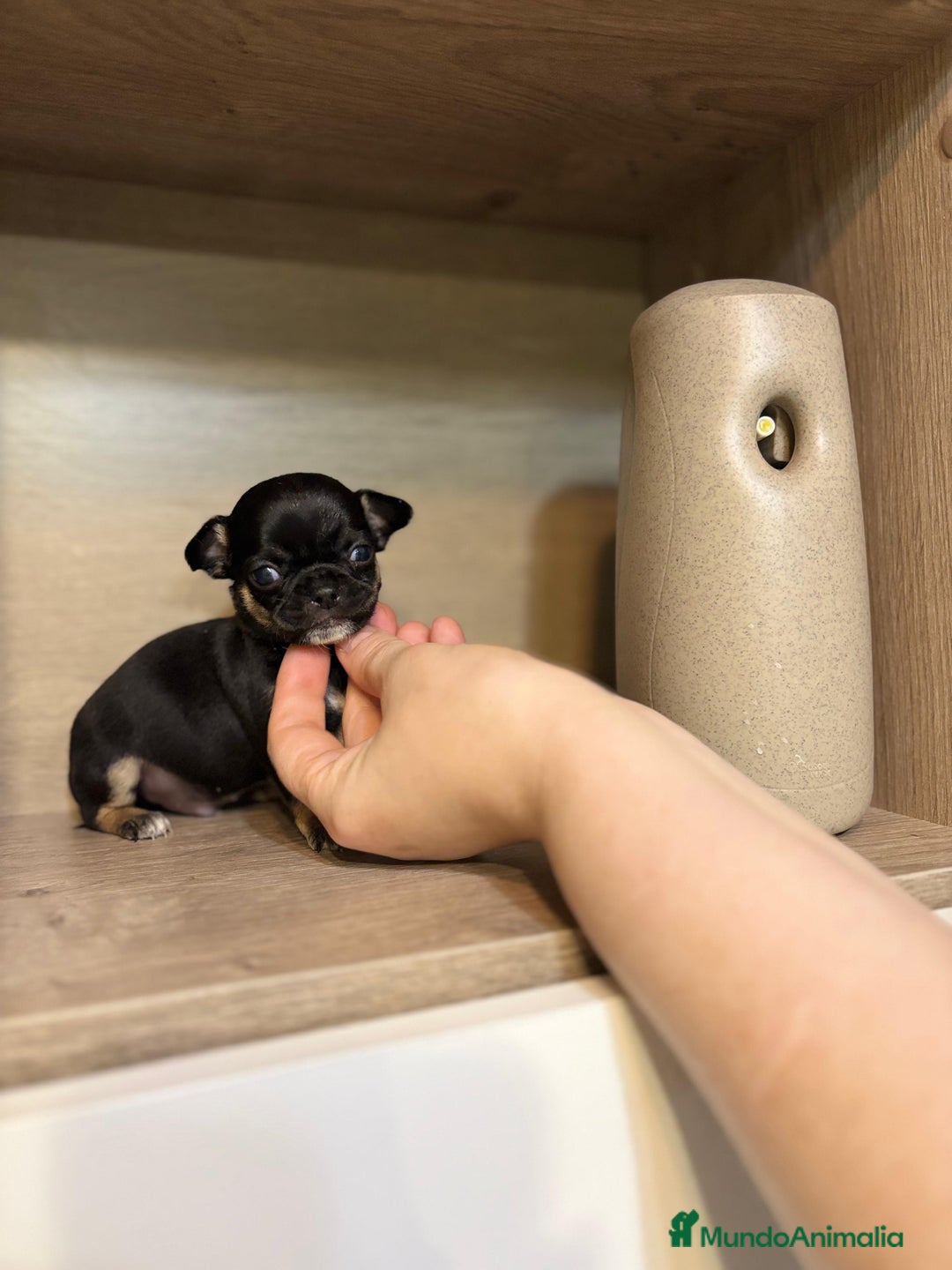 Chihuahua perros en venta: Chihuahua línea rusa  - Anuncio 3