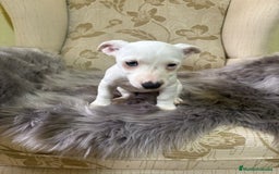 Jack Russell Terrier perros en venta: Cachorros de Jack Russell  - Imagen 8