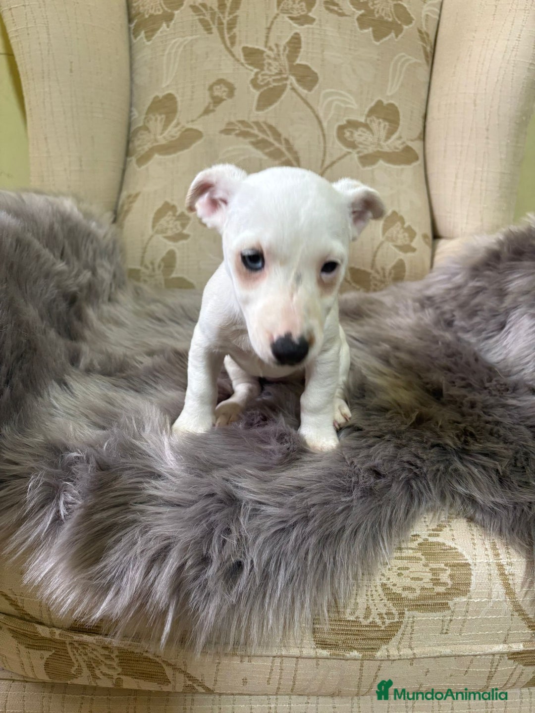 Jack Russell Terrier perros en venta: Cachorros de Jack Russell  - Imagen 8