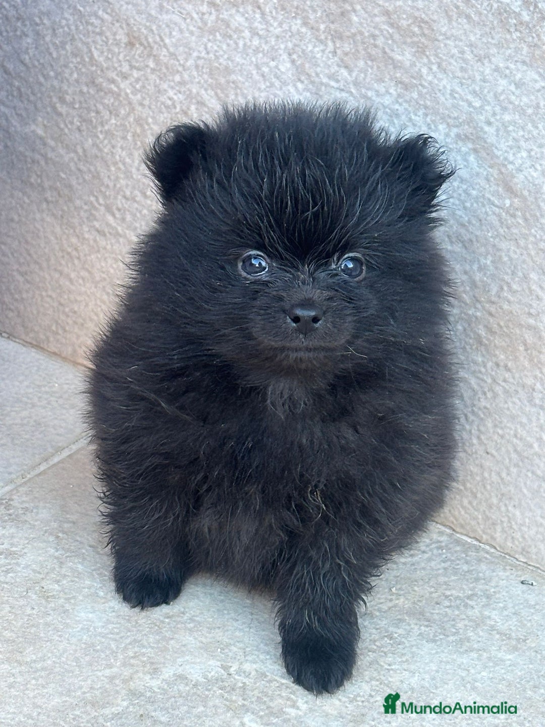 Pomerania perros en venta: LULU DE POMERANIA  - Anuncio 1