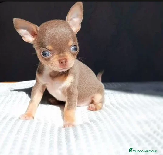 Imagen de galería {{count}}