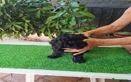 Caniche Toy perros en venta: Caniche - Imagen 7
