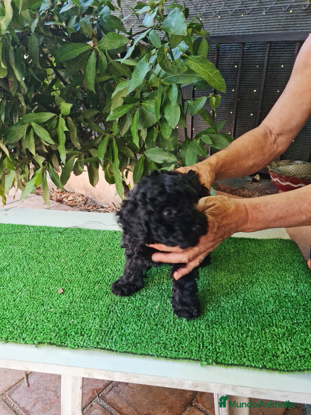 Caniche Toy perros en venta: Caniche - Imagen 7