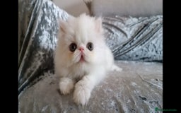 Persa gatos en venta: Gatitos Persa  - Imagen 2