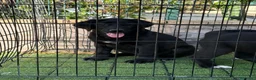 Pastor de Asia Central perros en venta: Hembras de Alabai negras  - Anuncio 4