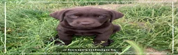 Labrador Retriever perros en venta: Camada de Labrador Retriever en Madrid - Anuncio 3