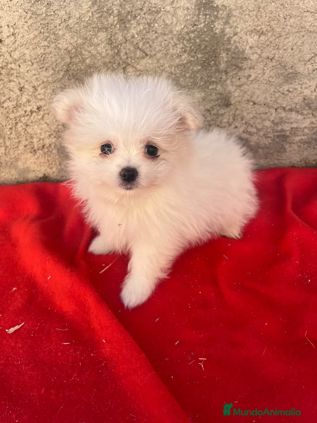 Maltipom perros en venta: !!!OPORTUNIDAD!!!! PRECIOSO MALTIPOM - Anuncio 3