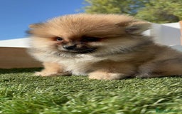 Pomerania perros en venta: POMERANIA HEMBRA - Imagen 9