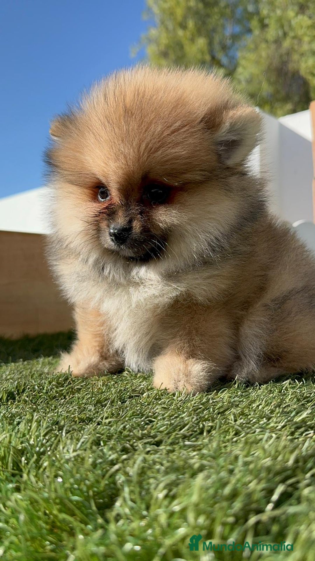 Pomerania perros en venta: POMERANIA HEMBRA - Imagen 9