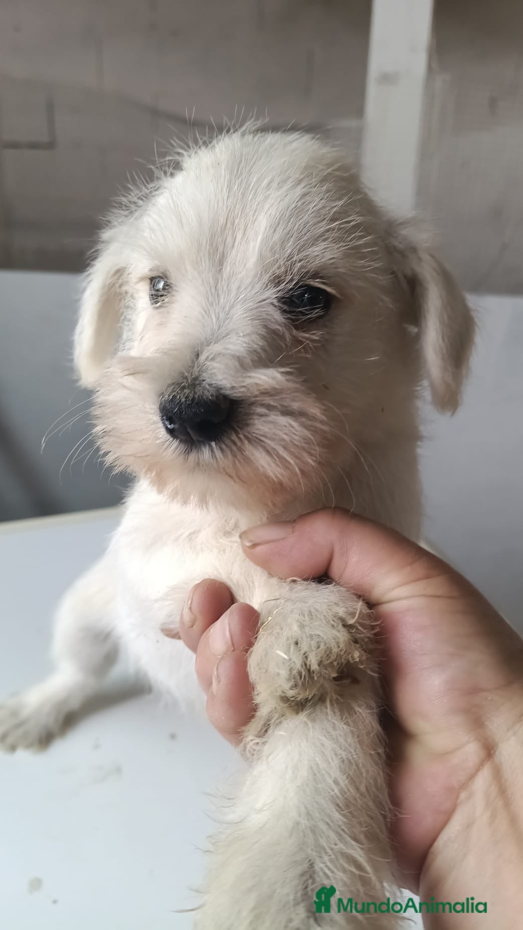 Schnauzer Mediano perros Preciosos schnauzer disponibles 🔥🐾🐶 - Anuncio 4