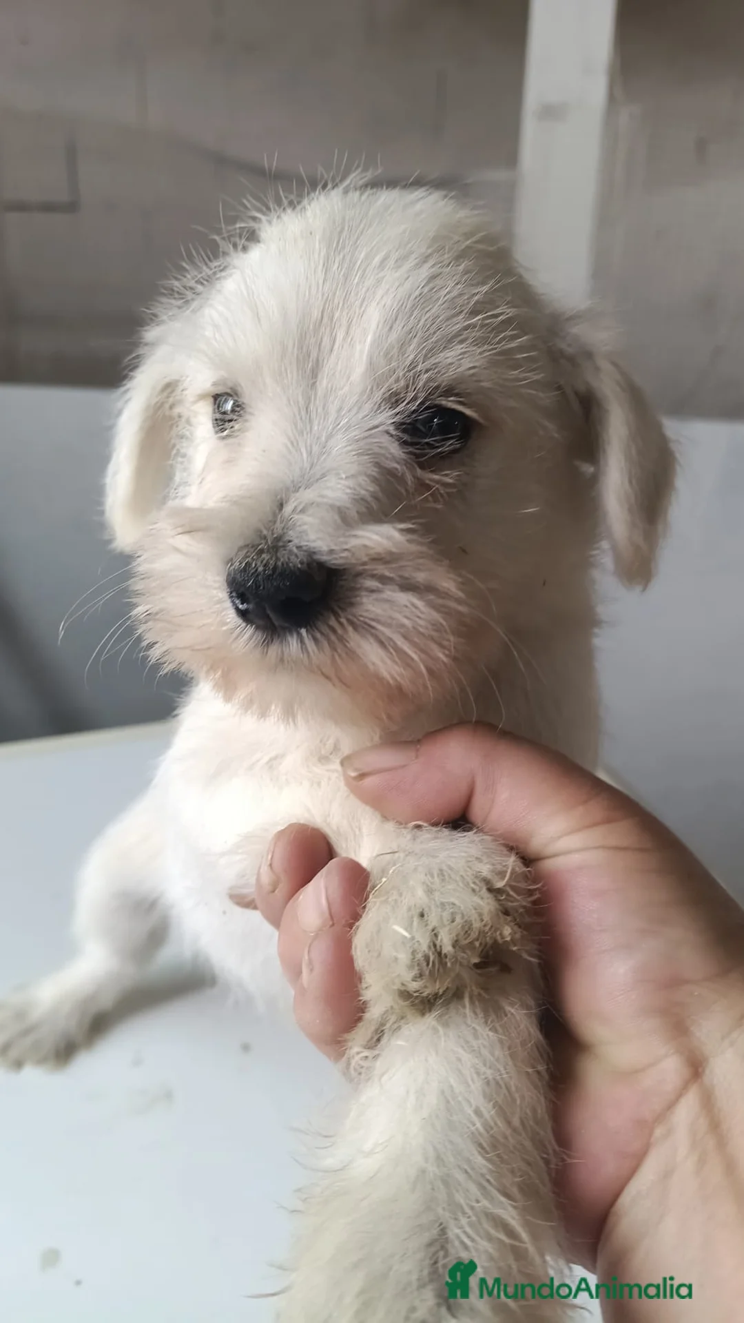 Schnauzer Mediano perros en venta: Preciosos schnauzer disponibles 🔥🐾🐶 - Anuncio 1