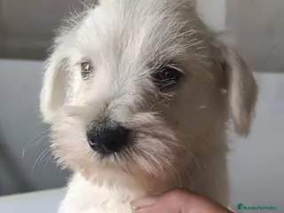 Schnauzer Mediano perros Preciosos schnauzer disponibles 🔥🐾🐶 - Anuncio 4
