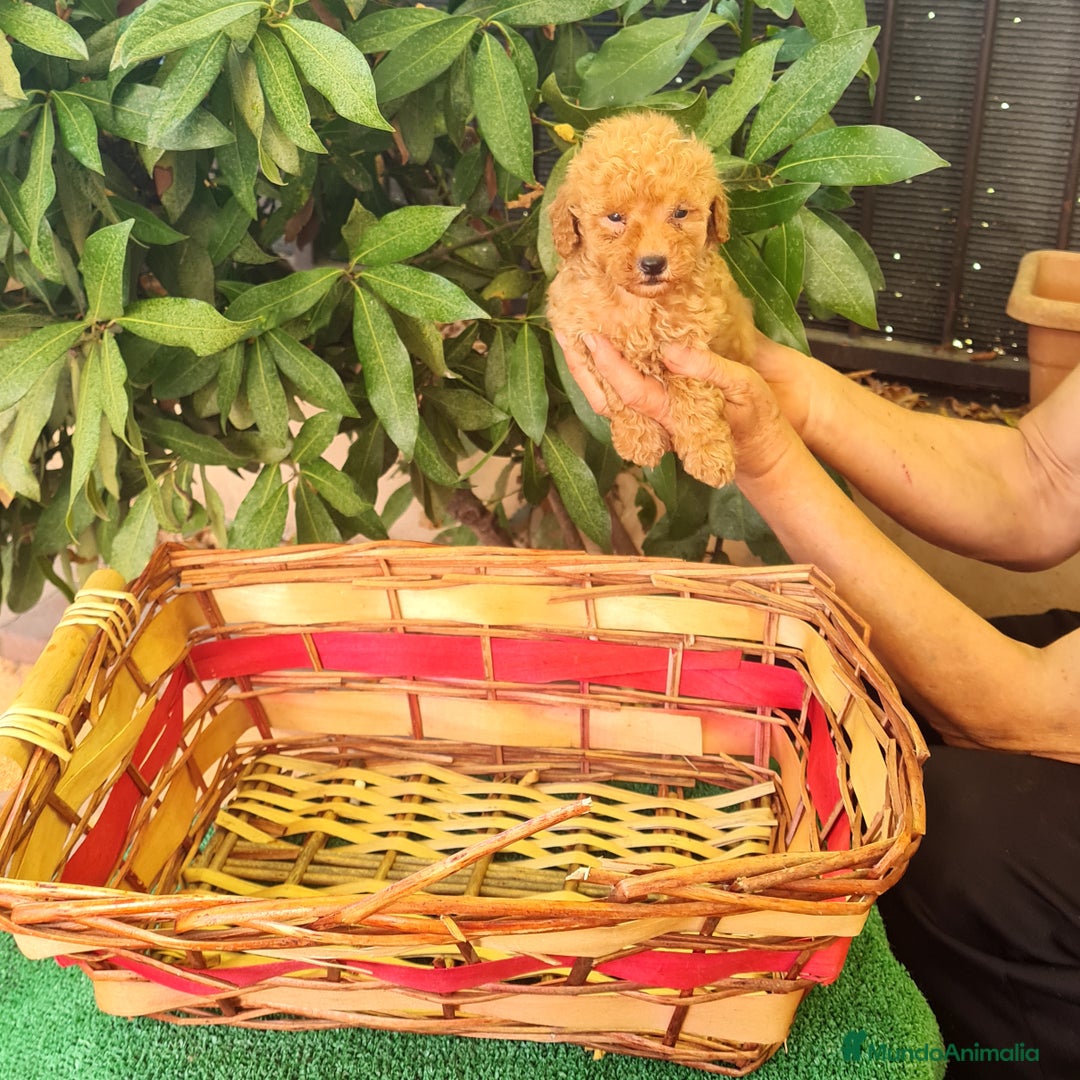 Caniche Toy perros en venta: Caniche toy - Imagen 9