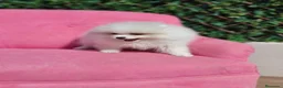 Pomerania perros en venta: Pomerania espectacular  - Anuncio 4