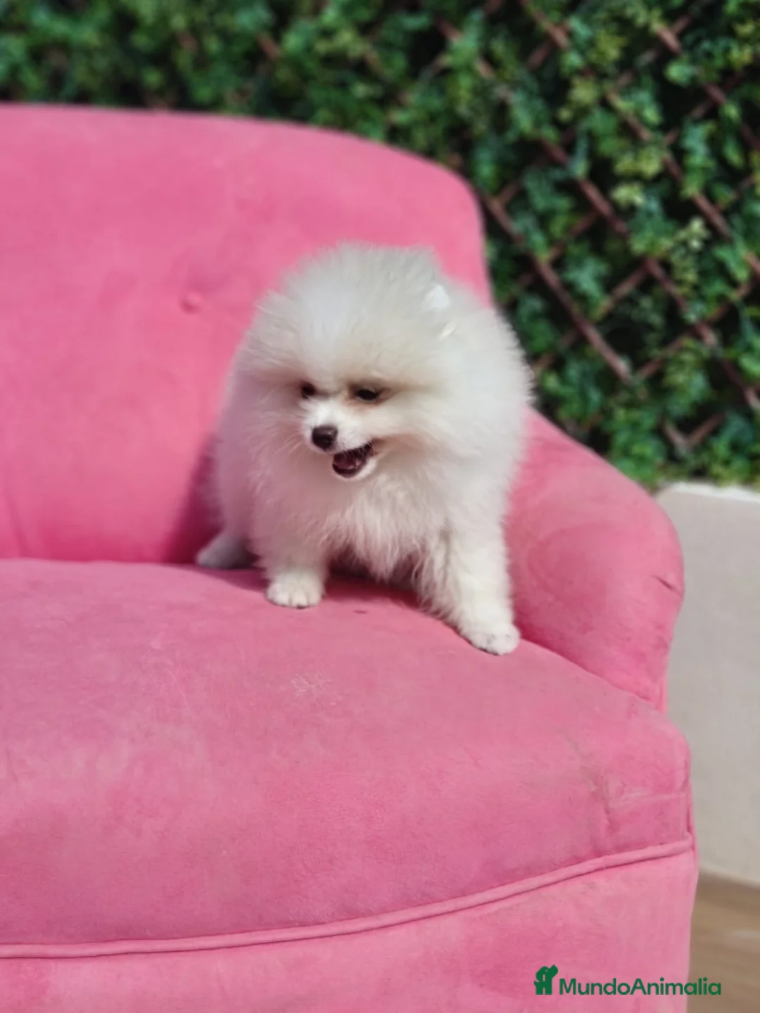 Pomerania perros en venta: Pomerania espectacular  - Anuncio 4