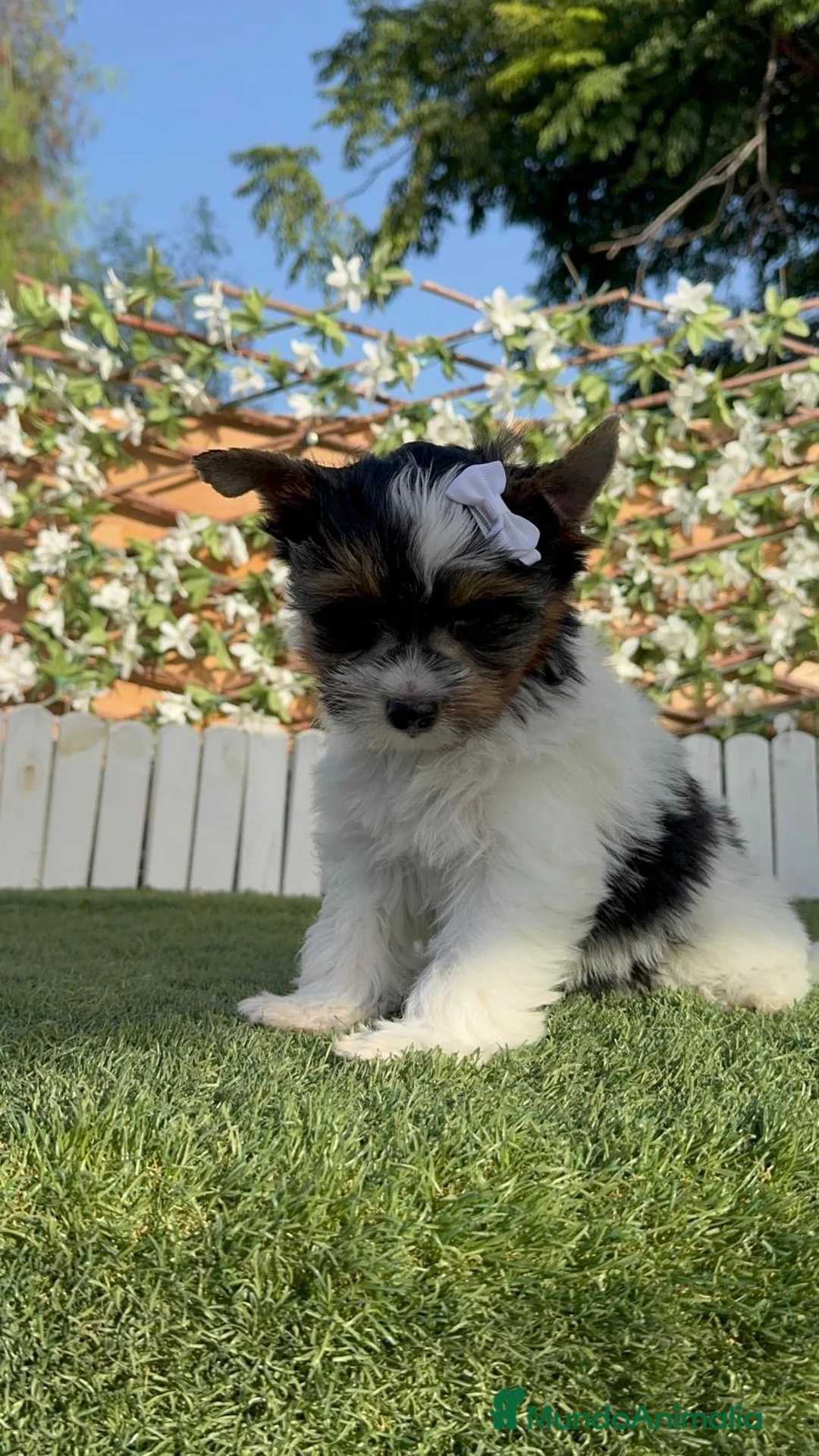 Yorkshire Terrier perros en venta: YORKSHIRE BIEWER - Anuncio 15