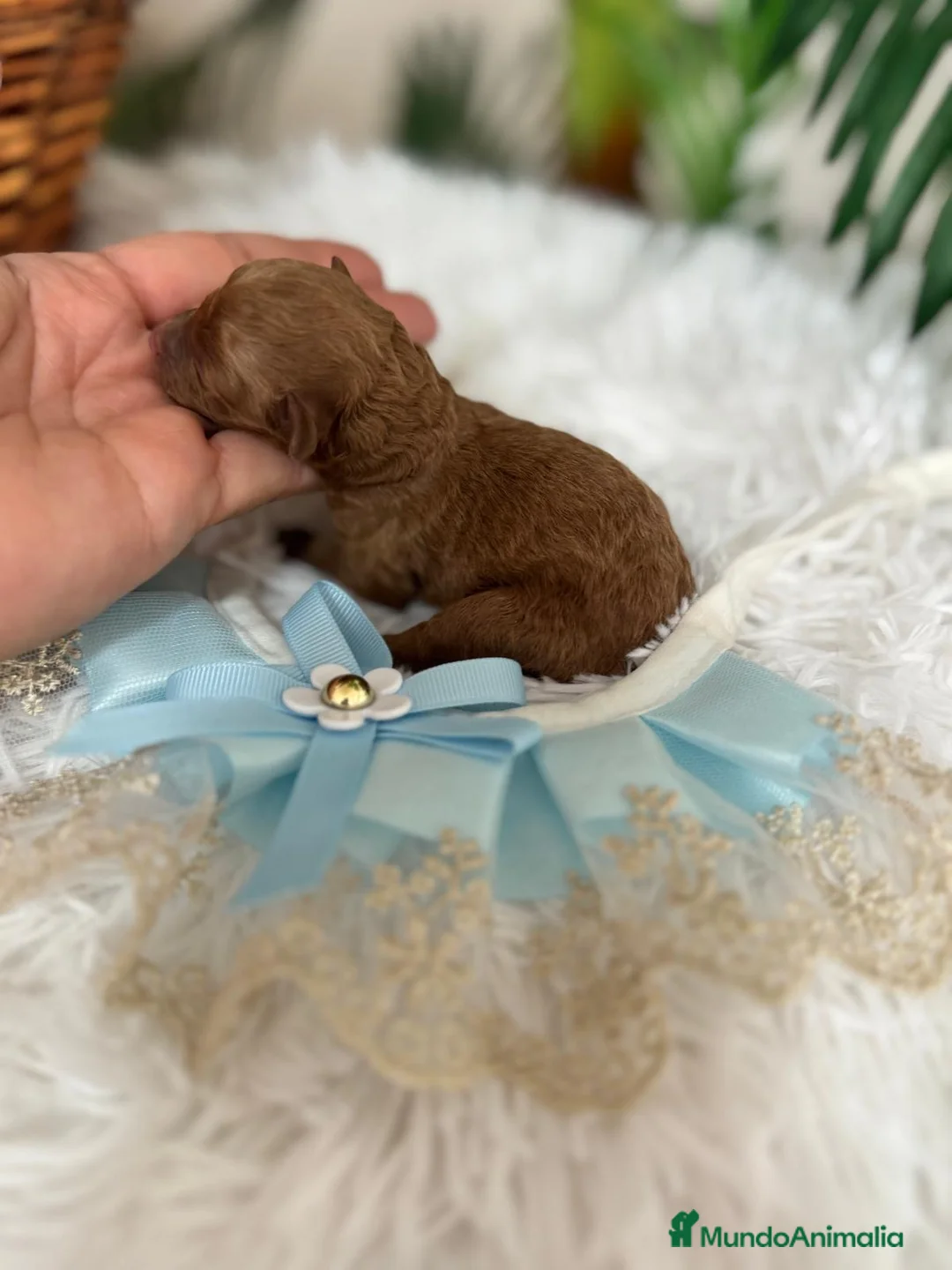 Caniche Toy perros en venta: CANICHE TOY - Anuncio 1