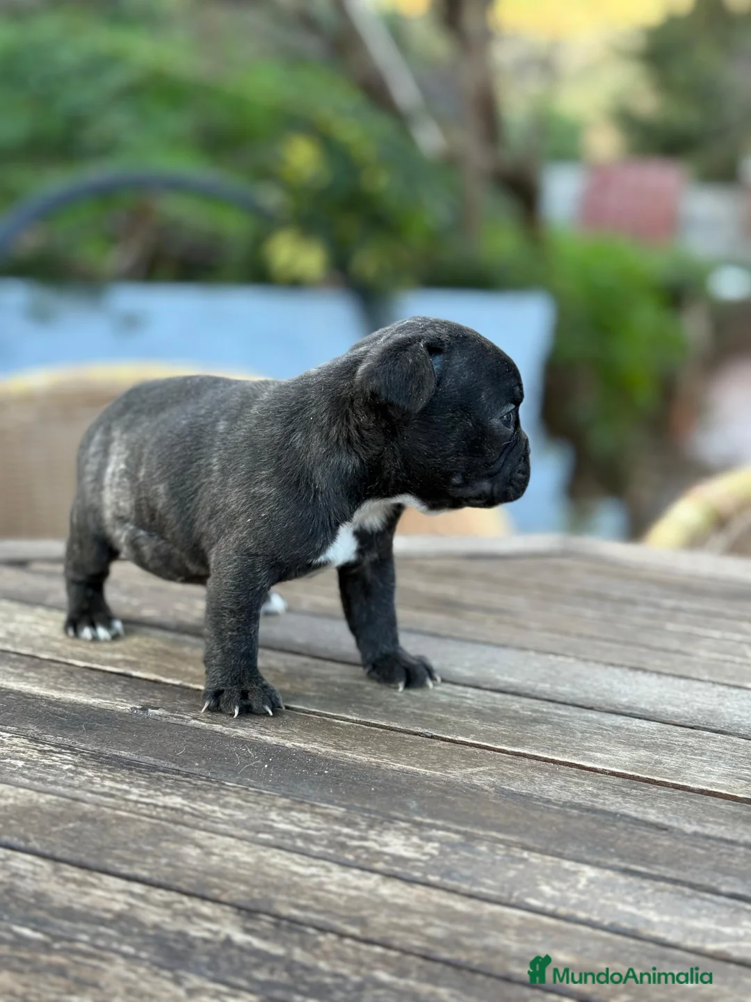 Bulldog Francés perros en venta: Bulldog francés Hembra negra atigrada preciosa  - Anuncio 3
