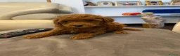 Caniche Toy perros en venta: caniche toy en Madrid - Anuncio 3