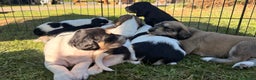Saluki perros en venta: Camada de Salukis  - Anuncio 25