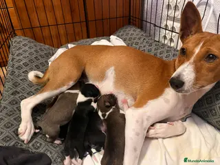 Basenji perros Cachorra de Basenji - Anuncio 1