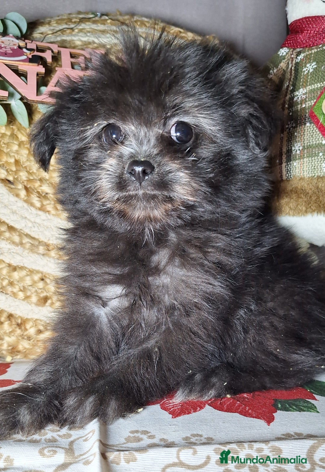Raza Mixta perros en venta: MALTIPOO  - Anuncio 1