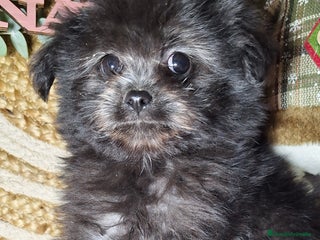 Raza Mixta perros MALTIPOO - Anuncio 1