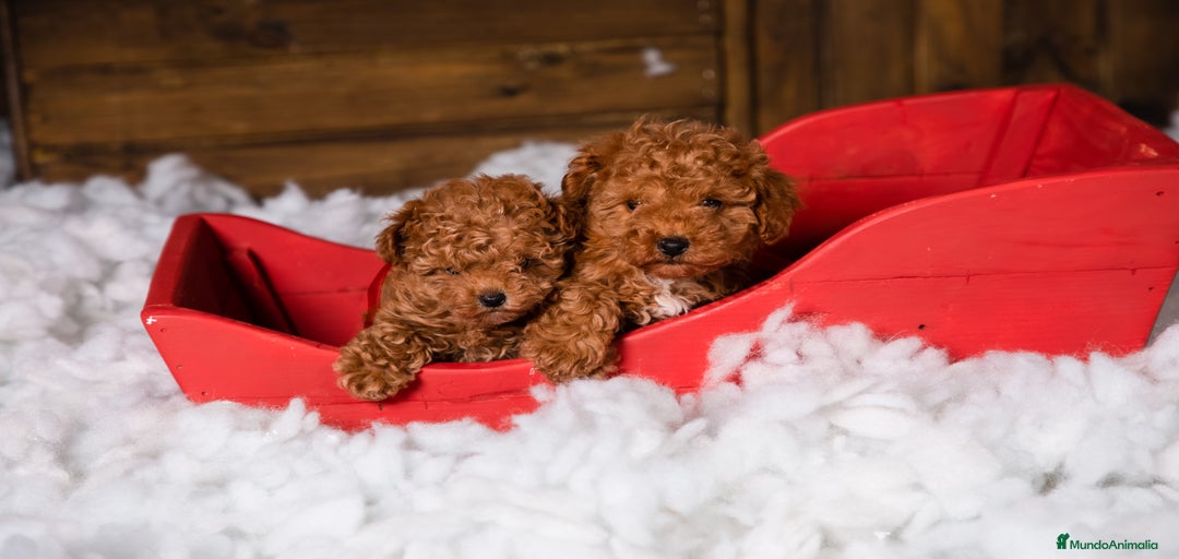 Imagen de galería {{count}}