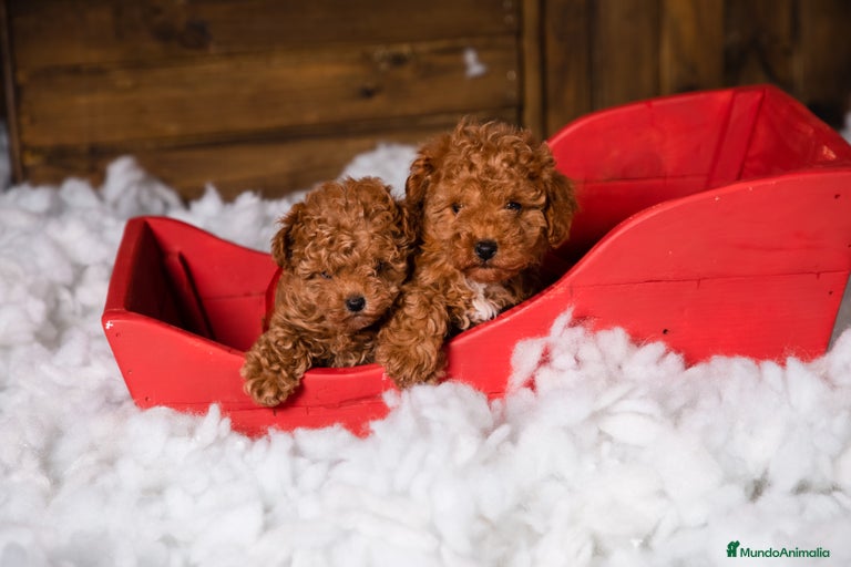 Imagen de galería {{count}}