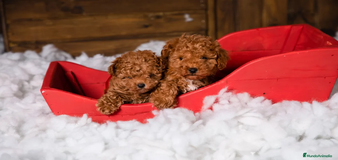 Imagen de galería {{count}}