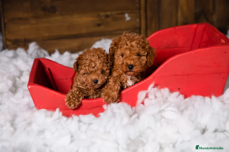 Imagen de galería {{count}}