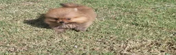 Pomerania perros en venta: Lulú de Pomerania  - Anuncio 8