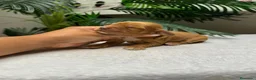 Cocker Spaniel Inglés perros en venta: 💙 COCKER SPANIEL INGLÉS 💙 - Anuncio 7