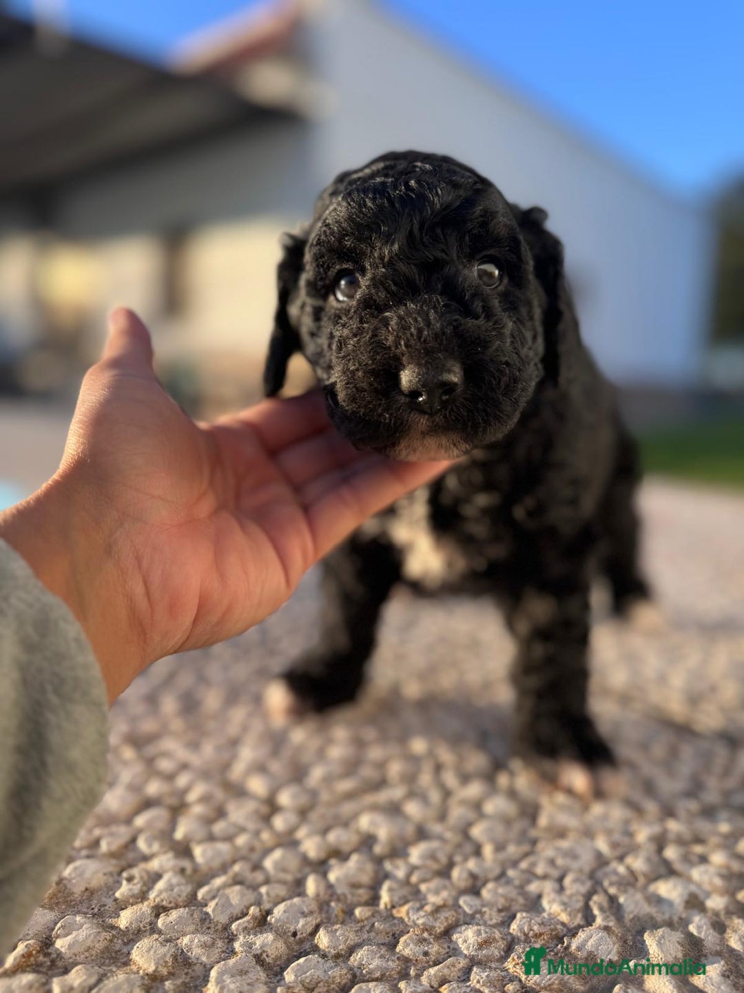 Perro de Agua Español perros en venta: PERRO DE AGUA HEMBRA RABONA - Anuncio 7