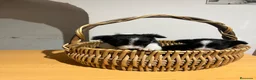 Border Collie perros en venta: Border, Collie - Anuncio 5