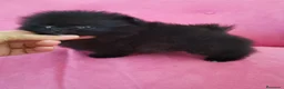 Pomerania perros en venta: Pomerania TOY 🌈♂️♀️ - Anuncio 1