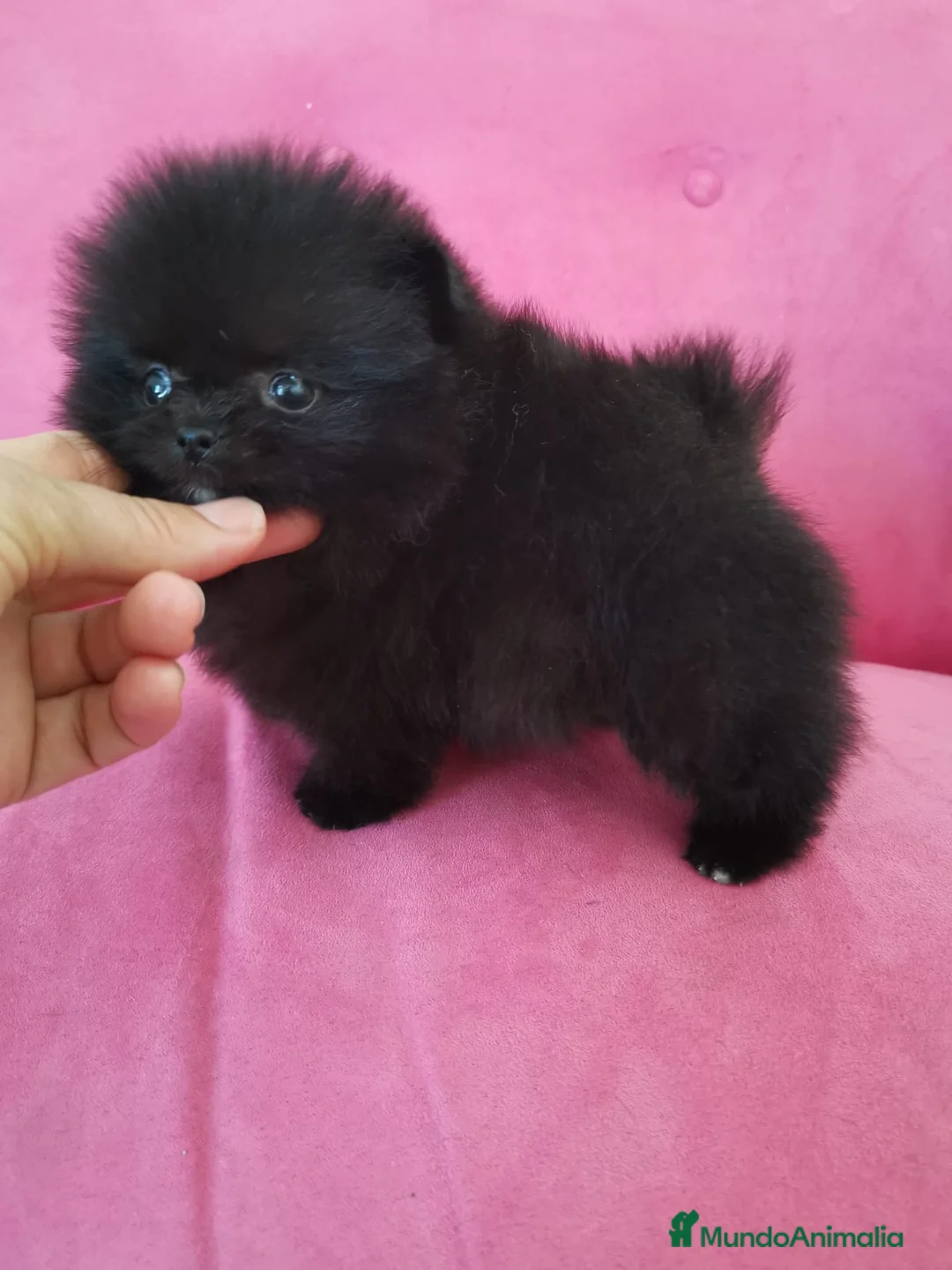 Pomerania perros en venta: Pomerania TOY 🌈♂️♀️ - Anuncio 1