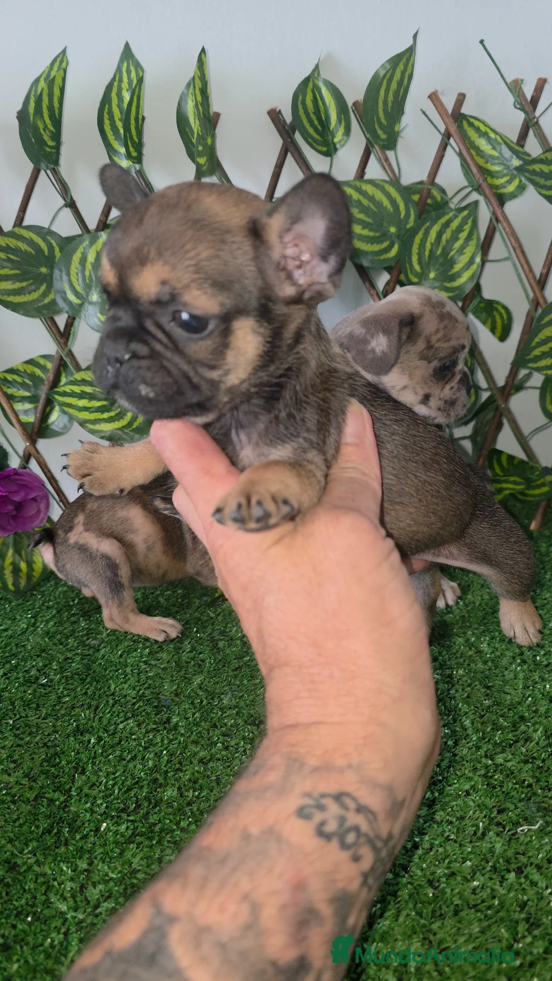 Bulldog Francés perros en venta: Frenchis - Anuncio 6