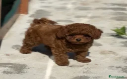 Caniche Toy perros en venta: caniche - Imagen 1