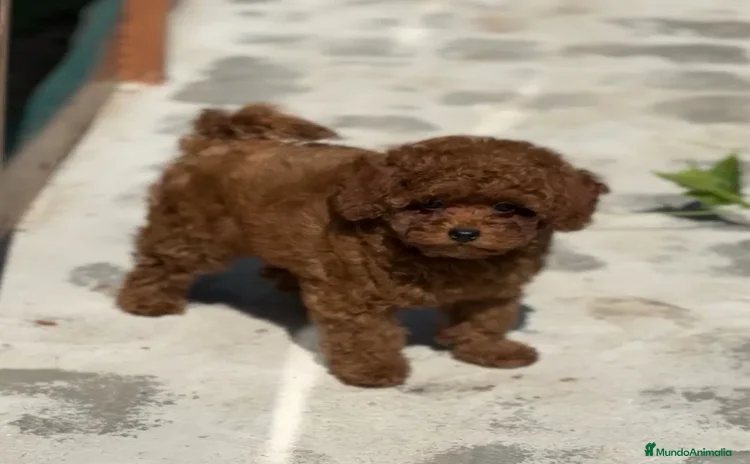 Caniche Toy perros - Anuncio 1