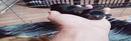 Chihuahua perros en venta: Camada Flapi Chihuahua  - Anuncio 15