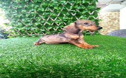 Teckel perros en venta: Teckels Mini  - Imagen 4