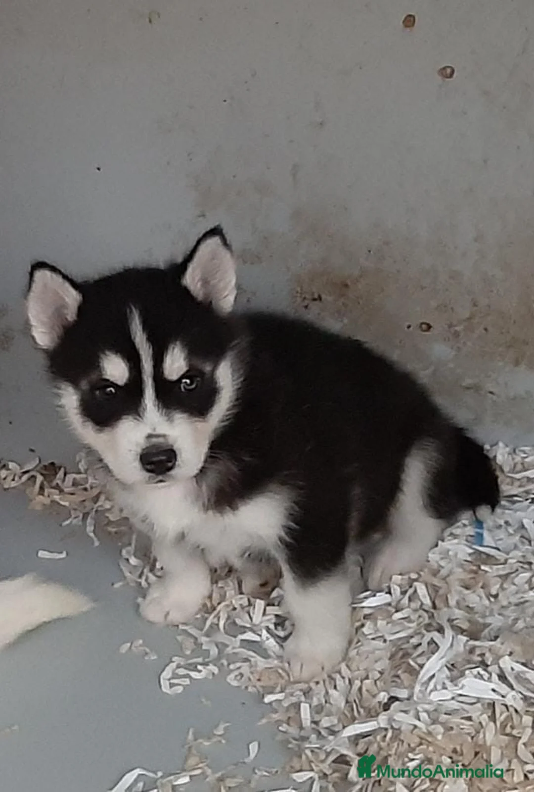 Husky Siberiano perros en venta: Cachorros de husky siberiano ojos azules  - Anuncio 3
