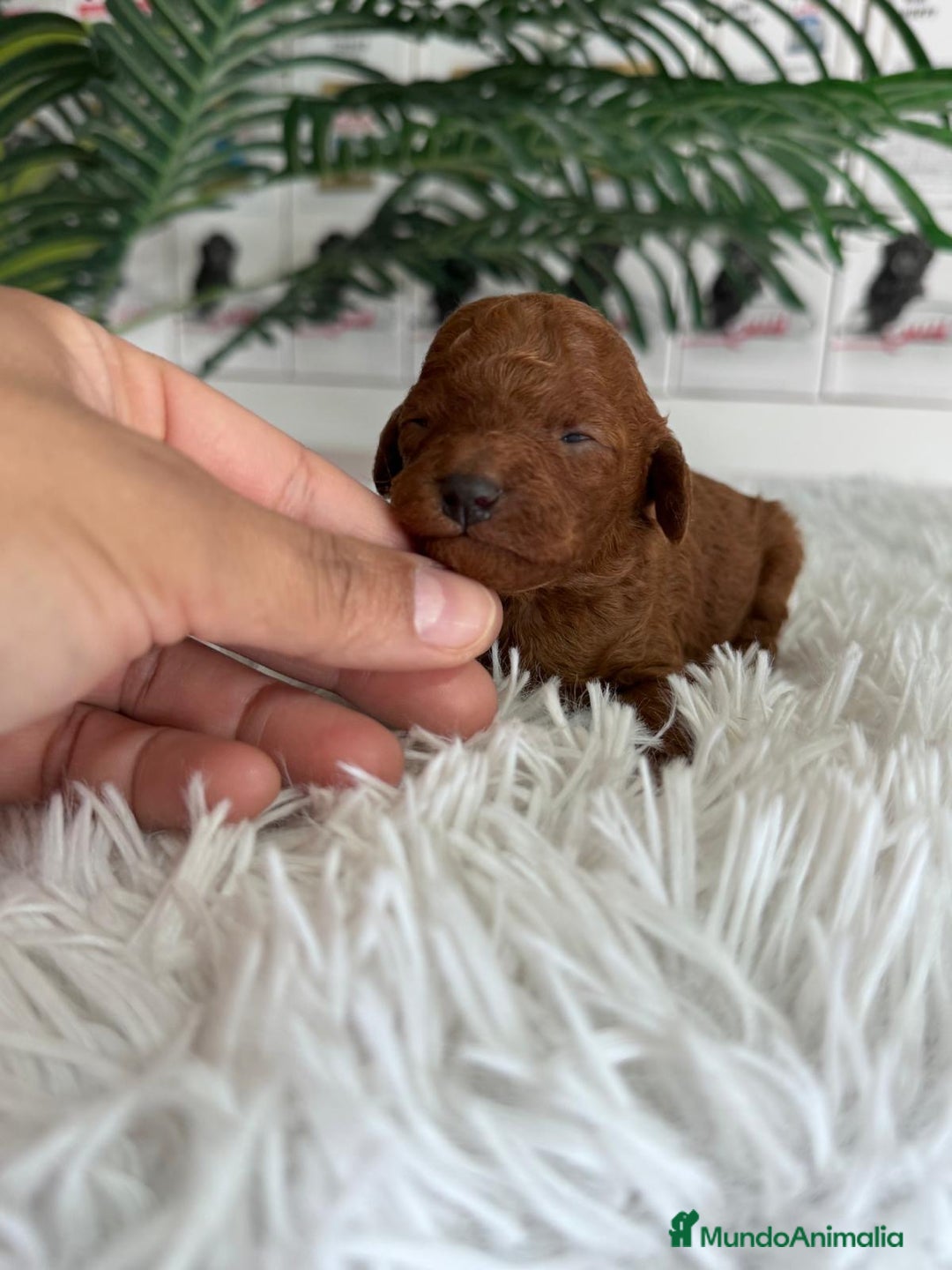 Caniche Toy perros en venta: CANICHE TOY ROJO - Anuncio 11