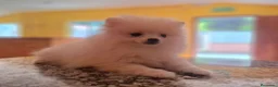 Pomerania perros en venta: POMERANIA - Anuncio 3